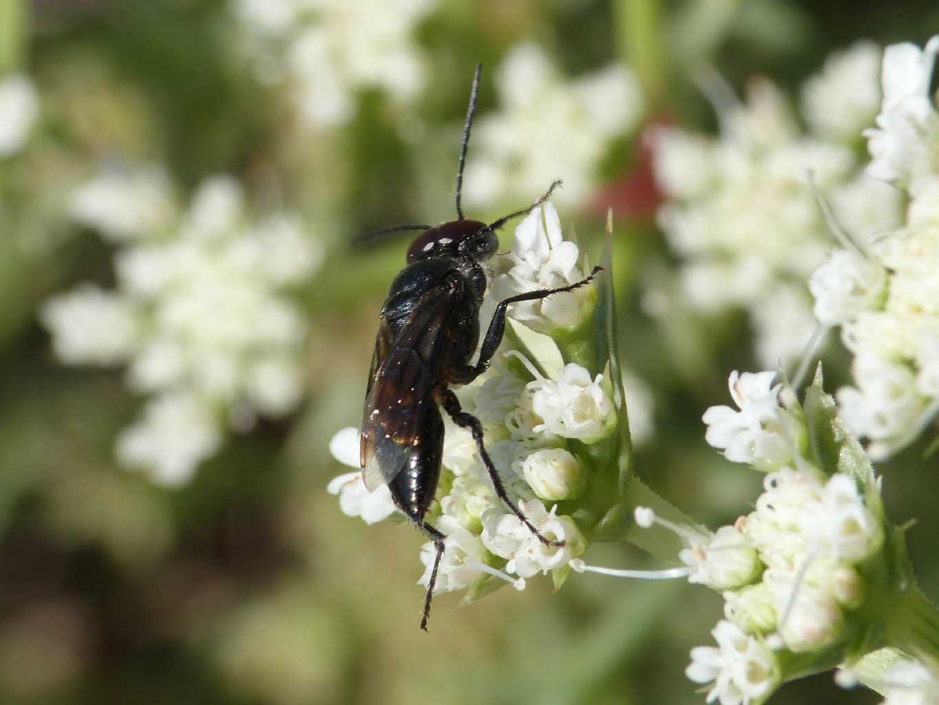 Maschio di Astata boops picea